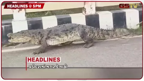 VIDEO: HEADLINE 05.00 PM / વડોદરામાં દેખાયો મગર, સહિયારા ઘરનો અધિકાર, સંવેદનશીલ અભિગમ જરૂરી