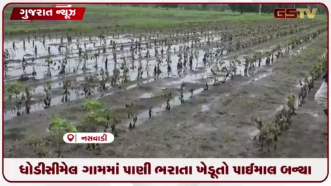 VIDEO: નસવાડીના ધોડીસીમેલ ગામમાં પાણી ભરાતા ખેડૂતો પાઈમાલ