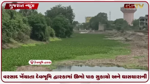 VIDEO: વરસાદ ખેંચાતા દેવભૂમિ દ્વારકામાં ઊભો પાક સુકાયો અને ઘાસચારાની અછત!