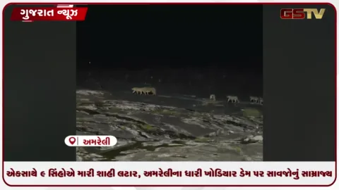 VIDEO: એકસાથે ૯ સિંહોએ મારી શાહી લટાર, અમરેલીના ધારી ખોડિયાર ડેમ પર સાવજોનું સામ્રાજ્ય!