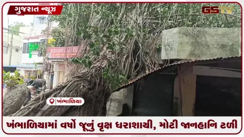 VIDEO: ખંભાળિયામાં વર્ષો જૂનું વૃક્ષ ધરાશાયી, મોટી જાનહાનિ ટળી