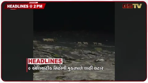 VIDEO: HEADLINE 2:00 PM / 9 એશિયાટિક સિંહોની મુક્તપણે શાહી લટાર, વડોદરામાં આરોગ્ય વિભાગના દરોડા