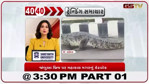VIDEO: વડોદરાના જાંબુઆ બ્રિજ પર મહાકાય મગર નું કેટવોક, અચાનક મહાકાય મગર દેખાતા લોકોમાં ભારે કુતૂહલ અને દોડધામ