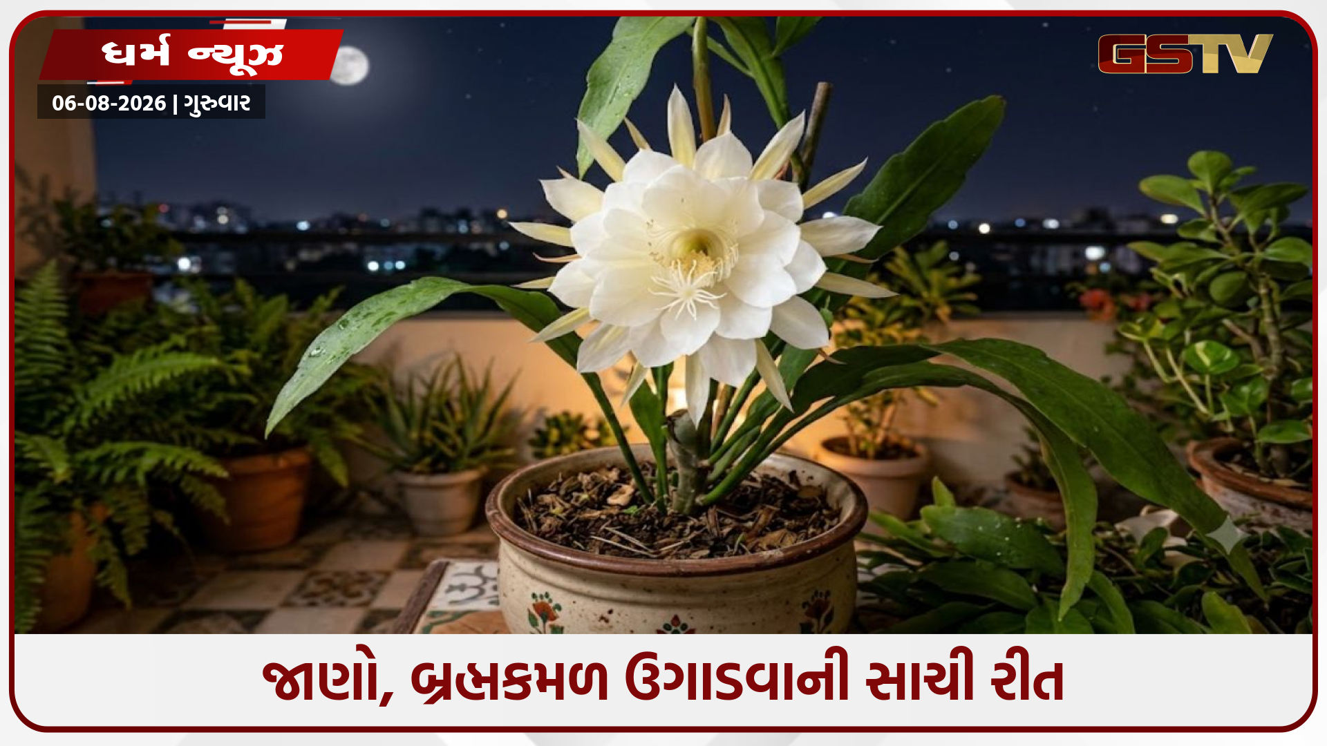 Religion: ઘરે જ ઉગાડો પવિત્ર બ્રહ્મકમળ; જાણો વાવણી અને સંભાળની સાચી રીત