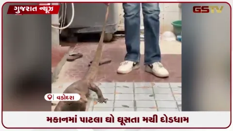 VIDEO: વડોદરાના વાઘોડિયા રોડ પર આવેલા રહેણાંક મકાનમાં પાટલા ઘો ઘૂસી જતાં મચી અફરાતફરી