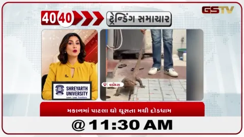 VIDEO: વડોદરા: વાઘોડિયા રોડની શ્રીનાથજી સોસાયટીમાં પાટલા ઘો ઘૂસ્યો, રેસ્ક્યુ કરી સુરક્ષિત સ્થળે છોડાયો