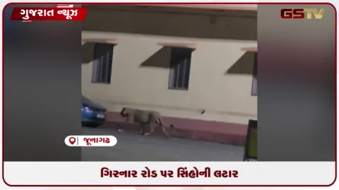 VIDEO: જૂનાગઢના ગિરનાર રોડ પર રાત્રિના સમયે સિંહોની લટાર