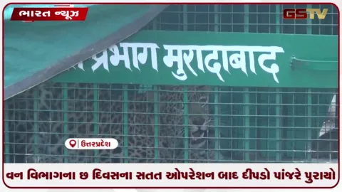 VIDEO: વન વિભાગના છ દિવસના સતત ઓપરેશન બાદ દીપડો પાંજરે પુરાયો