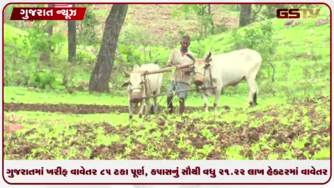 VIDEO: ગુજરાતમાં ખરીફ વાવેતર 85 ટકા પૂર્ણ, કપાસનું સૌથી વધુ 21.22 લાખ હેક્ટરમાં વાવેતર