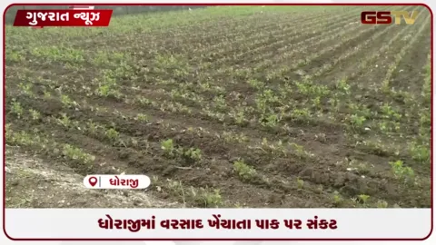 VIDEO: ધોરાજીમાં વરસાદ ખેંચાતા ચોમાસુ પાક પર સંકટ
