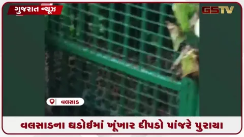 VIDEO: વલસાડના ઘડોઈમાં ખૂંખાર દીપડો પાંજરે પુરાયો, ગ્રામજનોએ લીધો રાહતનો શ્વાસ