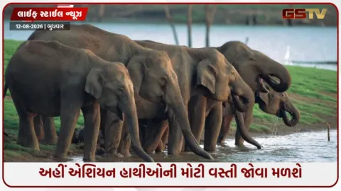 VIDEO: World Elephant Day / હાથીઓ માટે સ્વર્ગ છે ભારતની આ જગ્યા, મુસાફરી માટે છે શ્રેષ્ઠ; જાણો અહીં કેવી રીતે પહોંચવું