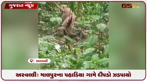 VIDEO: અરવલ્લીના માલપુર પંથકમાં ફેન્સિંગ વાડમાં ફસાયેલા દીપડાનું વન વિભાગ અને જીવદયા ફાઉન્ડેશન દ્વારા સફળ રેસ્ક્યુ કરાયું
