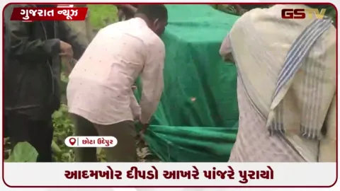 VIDEO: છોટાઉદેપુરના રાયસિંગપુરામાં 65 વર્ષીય મહિલાના મોત બાદ નર દીપડો પાંજરે પુરાયો
