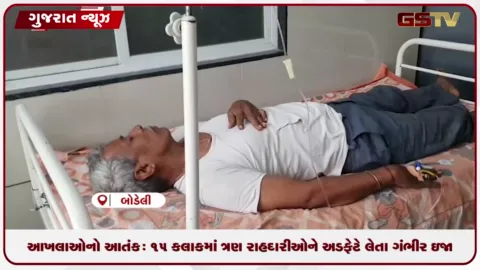 VIDEO: બોડેલીમાં રખડતા આખલાઆેનો આતંક: ૧૫ કલાકમાં ત્રણ રાહદારીઆેને અડફેટે લેતા ગંભીર ઇજા