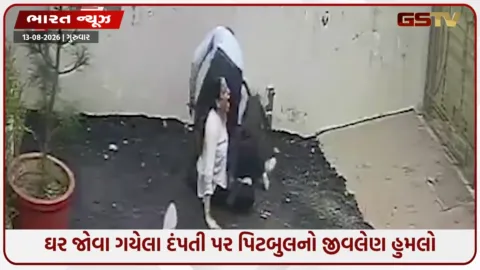 VIDEO: ઘર જોવા ગયેલા દંપતી પર પિટબુલનો જીવલેણ હુમલો; પટિયાલામાં પિટબુલ પાળવા પર પ્રતિબંધનો નિર્ણય