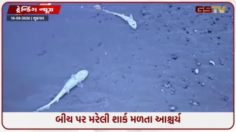 VIDEO: એક પછી એક કિનારે તણાઈ આવી મૃત શાર્ક, એકસાથે આટલા બધા મૃતદેહ મળતાં રહસ્ય ઘેરાયું