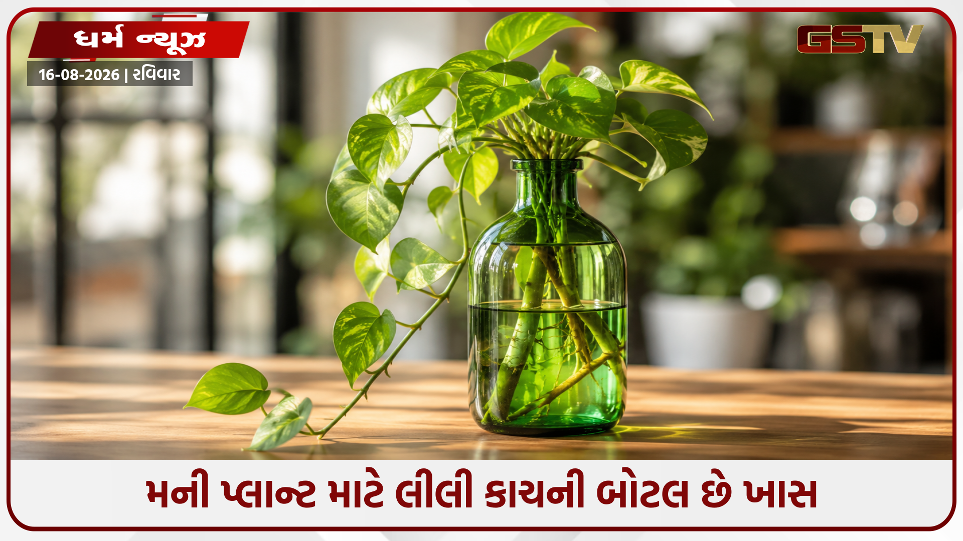 મની પ્લાન્ટને લીલી કાચની બોટલમાં કેમ રાખવો જોઈએ? જાણો તેનાથી થતા 5 અદ્ભુત ફાયદા