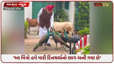 VIDEO: PM મોદીએ બતાવી ‘મિત્રો’ સાથેની ખાસ બોન્ડિંગ! મોરને દાણા-ગાયોને ચારો ખવડાવતો વીડિયો વાયરલ