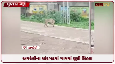VIDEO: અમરેલીના ચાંદગઢ ગામે વનકર્મી પર હુમલો કરનાર સિંહણ ઘૂસતા ગ્રામજનોમાં ભારે ફફડાટ