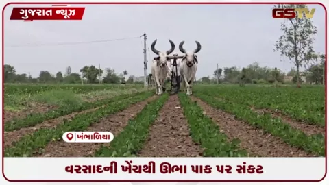 VIDEO: દેવભૂમિ દ્વારકા જિલ્લામાં ચાલુ વર્ષે વરસાદ ખેંચાતા ખેડૂતોની ચિંતા વધી..નર્મદાનું પાણી પહોંચાડવાની માંગ