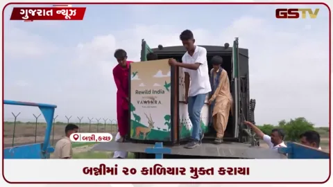 VIDEO: કચ્છના બન્ની ઘાસના મેદાનોમાં વંતારા દ્વારા વીસ કાળિયાર મુક્ત કરાયા