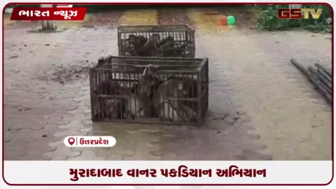VIDEO: મુરાદાબાદ વાનર પકડિયાન અભિયાન