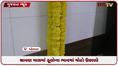 VIDEO: શ્રાવણ માસ અને દશામાના વ્રત ટાંકણે ફૂલોની ભારે અછત: ગલગોટાના ભાવ બમણા થતા ભક્તિ આસમાને પહોંચી