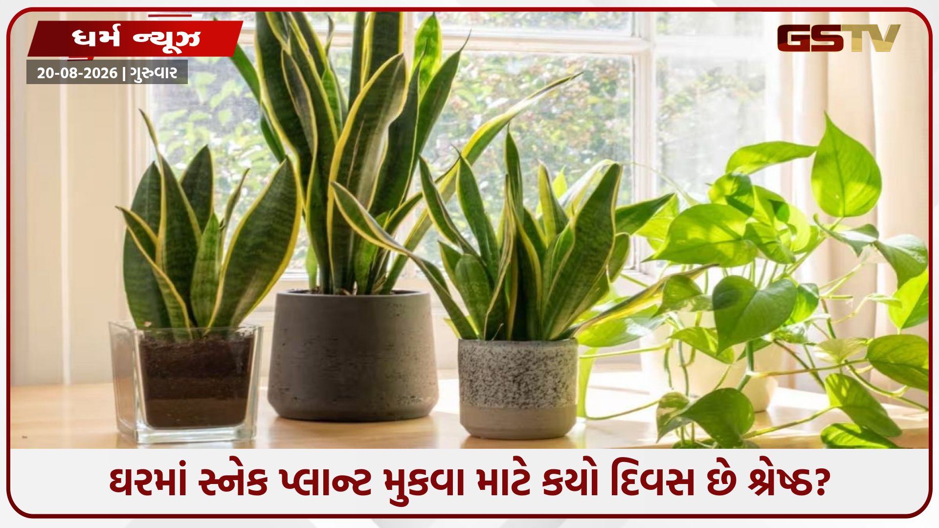 આર્થિક તંગી દૂર કરશે સ્નેક પ્લાન્ટ! પણ કયા દિવસે અને ક્યાં રાખવો? જાણો વાસ્તુ નિયમો