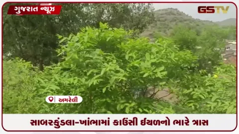 VIDEO: અમરેલીના મિતિયાળા સહિતના ગામોમાં કરોડોની સંખ્યામાં કાઉંસી ઈયળોનો ઉપદ્રવ, ગ્રામજનો ત્રાહિમામ