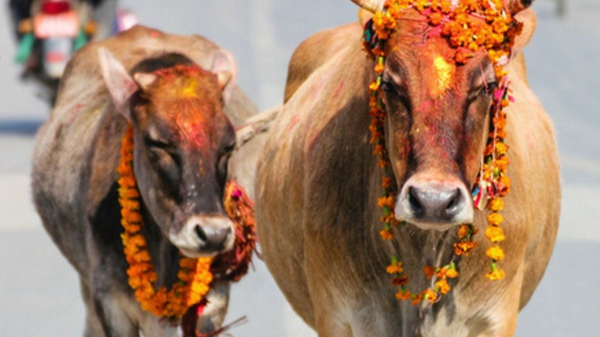 ગાય માતાના આ 6 ઉપાયો જીવનના બધા દુ:ખોનો લાવી શકે છે અંત, જાણો સંપૂર્ણ પદ્ધતિ