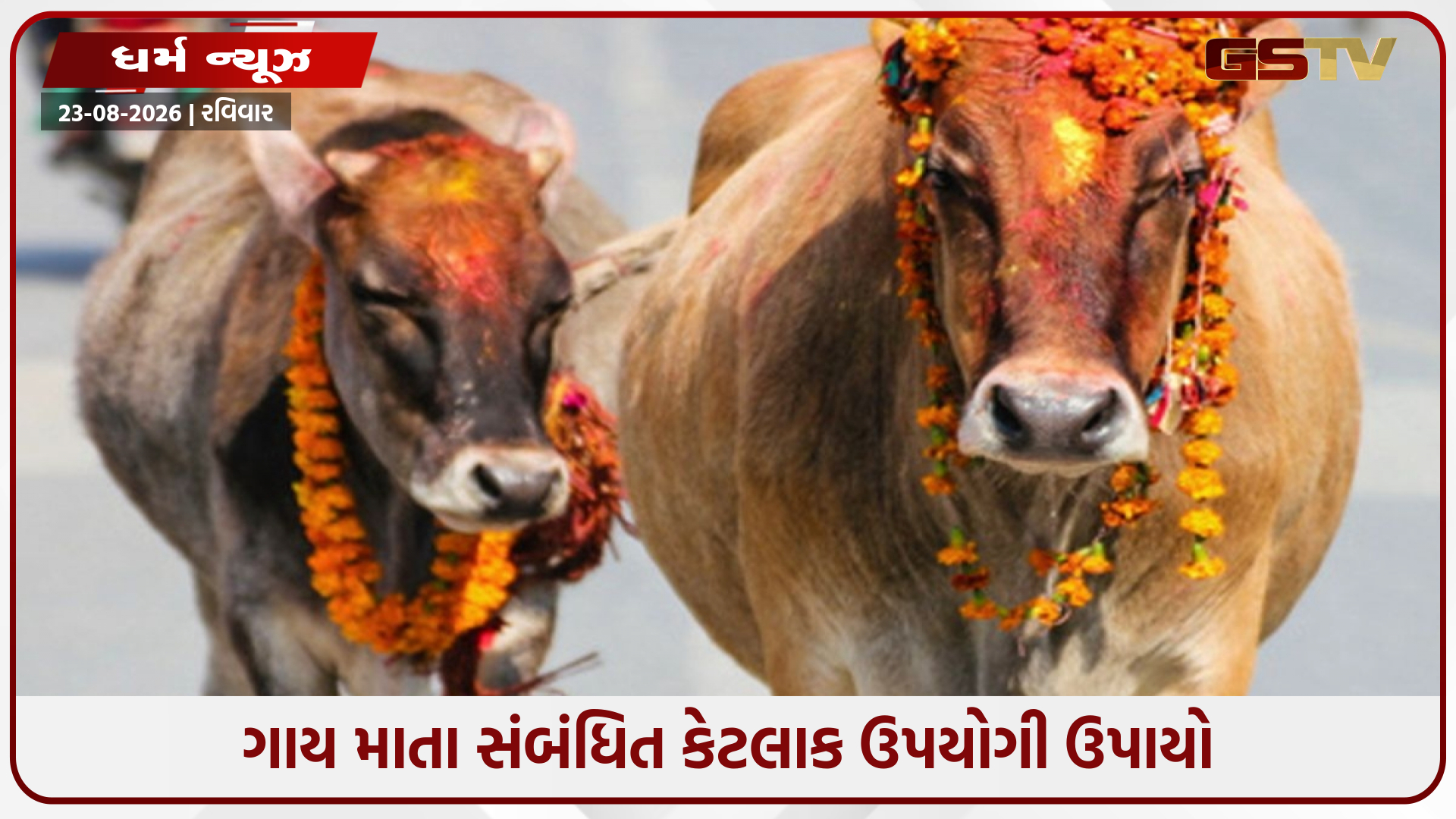 ગાય માતાના આ 6 ઉપાયો જીવનના બધા દુ:ખોનો લાવી શકે છે અંત, જાણો સંપૂર્ણ પદ્ધતિ