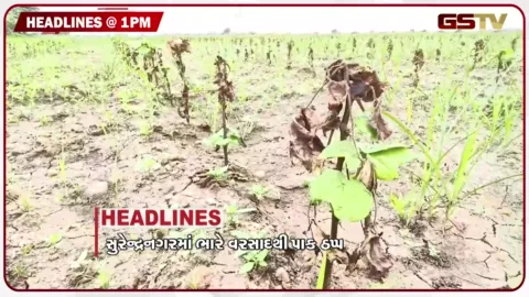 VIDEO: HEADLINE_1.00 PM / સુરેન્દ્રનગરમાં ભારે વરસાદથી પાક ઠપ્પ, નકલી દૂધના કાળા કારોબારનો પર્દાફાશ