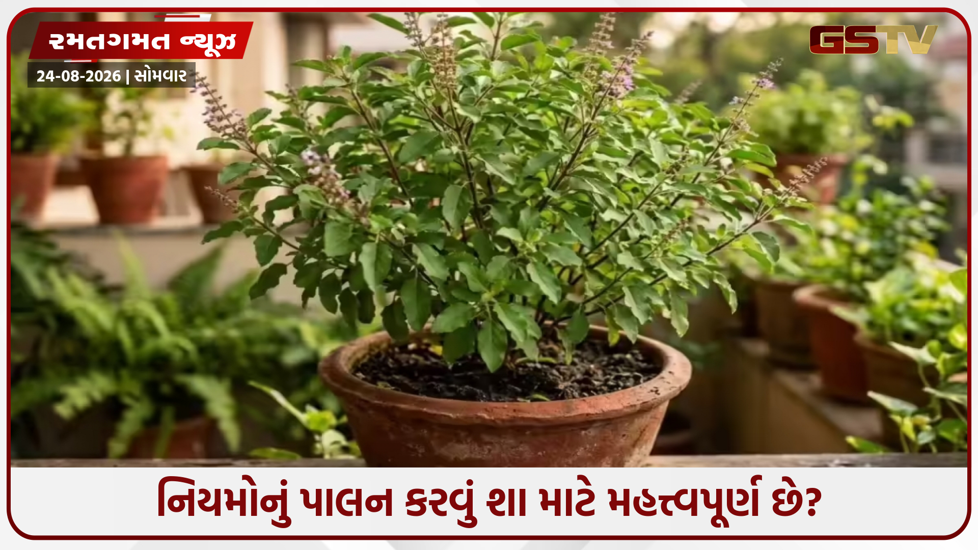 તુલસીના પાન ફક્ત એકાદશી પર જ નહીં પરંતુ દ્વાદશી પર પણ ન તોડવા જોઈએ, જાણો સંપૂર્ણ નિયમો