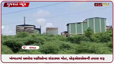 VIDEO: આણંદના વત્રા-વટાદરામાં પક્ષીઓના મોત કુદરતી નથી, પોસ્ટમોર્ટમ રિપોર્ટમાં ચોંકાવનારો ખુલાસો