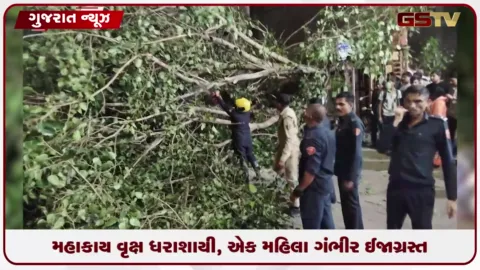 VIDEO: મહાકાય વૃક્ષ ધરાશાયી, એક મહિલા ગંભીર ઈજાગ્રસ્ત