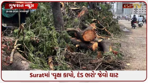 VIDEO: Suratમાં 'વૃક્ષ કાપો, દંડ ભરો' જેવો ઘાટ; 7 ઘટાદાર વૃક્ષો કાપ્યા છતાં SMCએ માત્ર ₹90,000નો દંડ કરી સંતોષ માન્યો