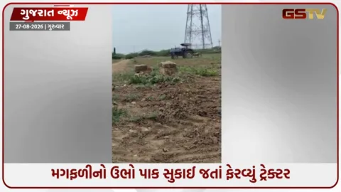 VIDEO: દ્વારકાના ટુપણી ગામે વરસાદની અછતને કારણે ખેડૂતને મોટું નુક્સાન, મગફળીના ઉભા પાકમાં ફેરવ્યું ટ્રેક્ટર