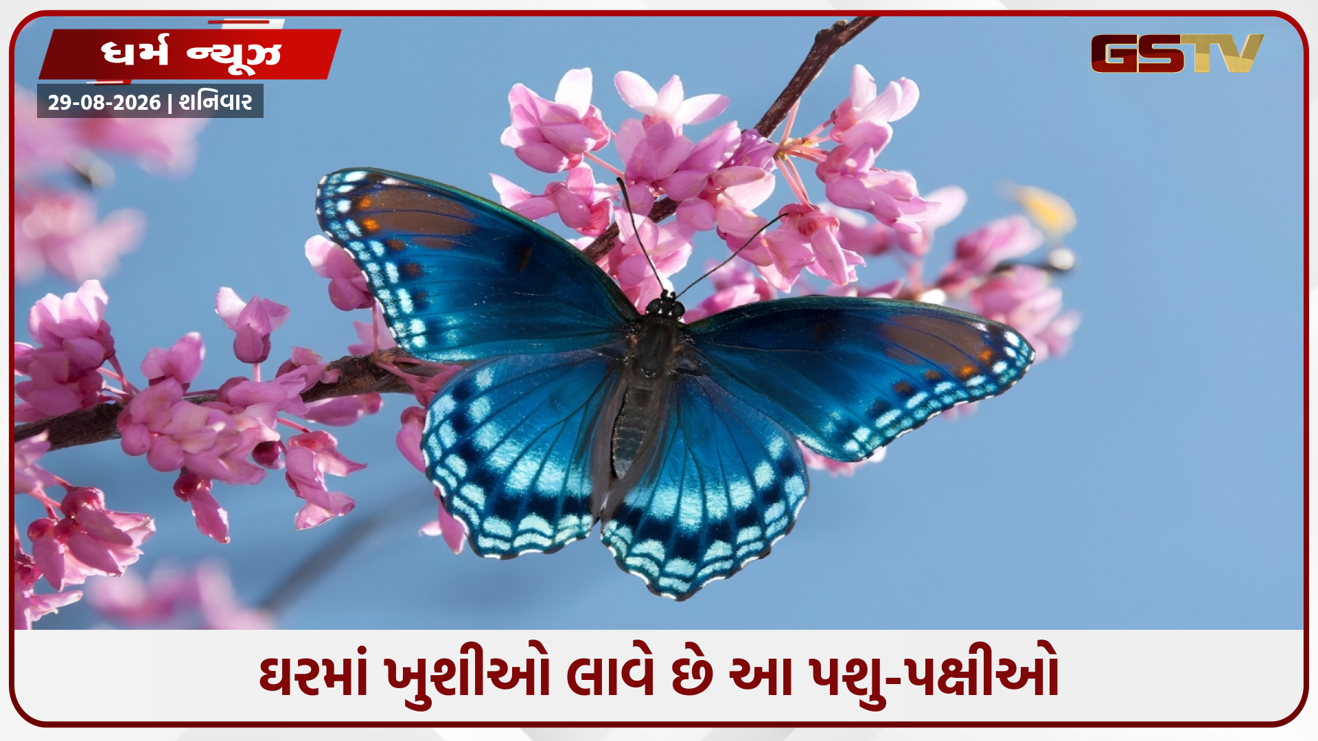 આ જીવો છે ખુશીના સંદેશવાહક, ઘરમાં તેમનું આગમન શુભકામનાઓનું છે પ્રતીક