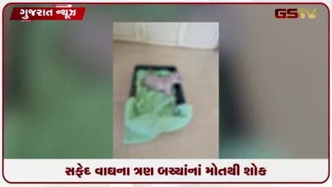 VIDEO: વડોદરા કમાટીબાગ ઝૂમાં સફેદ વાઘણ રાધાના ત્રણેય બચ્ચાંનાં મોતથી નિરાશા