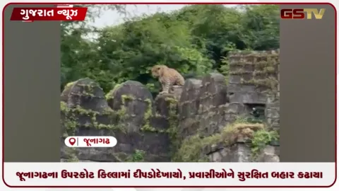VIDEO: જૂનાગઢના ઉપરકોટ કિલ્લામાં રવિવારની રજાના દિવસે દીપડો ઘૂસતા પ્રવાસીઓમાં ભારે નાસભાગ, વનવિભાગ દ્વારા કિલ્લો ખાલી કરાવાયો