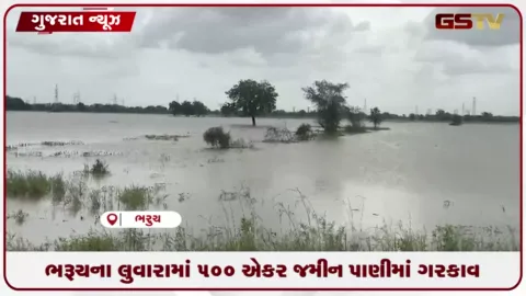 VIDEO: ભરૂચના લુવારામાં ૫૦૦ એકર જમીન પાણીમાં ગરકાવ: વરસાદ બંધ થયાને એક મહિનો છતાં ખેતરોમાં ભરાયા છે કેડસમા પાણી