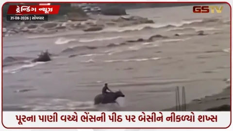 VIDEO: VIRAL /  ચારેય તરફ પૂરના પાણી વચ્ચે ભેંસની પીઠ પર બેસીને હેમખેમ નીકળ્યો શખ્સ