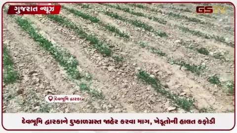 VIDEO: દેવભૂમિ દ્વારકાને દુષ્કાળગ્રસ્ત જાહેર કરવા માગ, ખેડૂતોની હાલત કફોડી