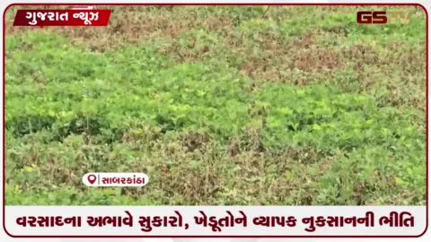 VIDEO: વરસાદના અભાવે સુકારો, ખેડૂતોને વ્યાપક નુકસાનની ભીતિ
