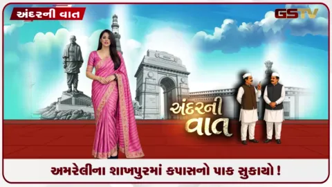 VIDEO: અમરેલીના શાખપુરમાં કપાસનો પાક સુકાયો! વરસાદ ખેંચાતા ખેડૂતોને માથે હાથ દઈને રોવાનો વારો!