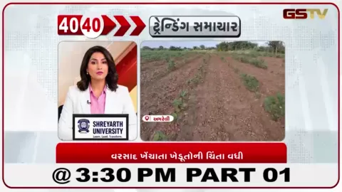 VIDEO: અમરેલીમાં વરસાદ ખેંચાતા કપાસના પાક પર સંકટ, ખેડૂતોમાં ચિંતા વધી
