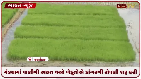 VIDEO: મંડ્યામાં પાણીની અછત વચ્ચે ખેડૂતોએ ડાંગરની રોપણી શરૂ કરી