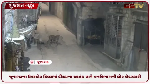 VIDEO: જૂનાગઢના ઉપરકોટ કિલ્લામાં ચાર દિવસથી દીપડો મુક્તપણે ફરતાં પ્રવાસીઓની સુરક્ષા સામે ગંભીર સવાલો
