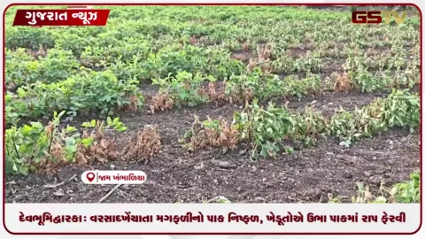 VIDEO: દેવભૂમિ દ્વારકા: વરસાદ ખેંચાતા મગફળીનો પાક નિષ્ફળ, ખેડૂતોએ ઉભા પાકમાં રાપ ફેરવી